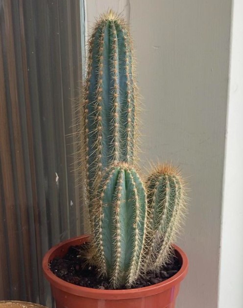 Etiolated Cactus