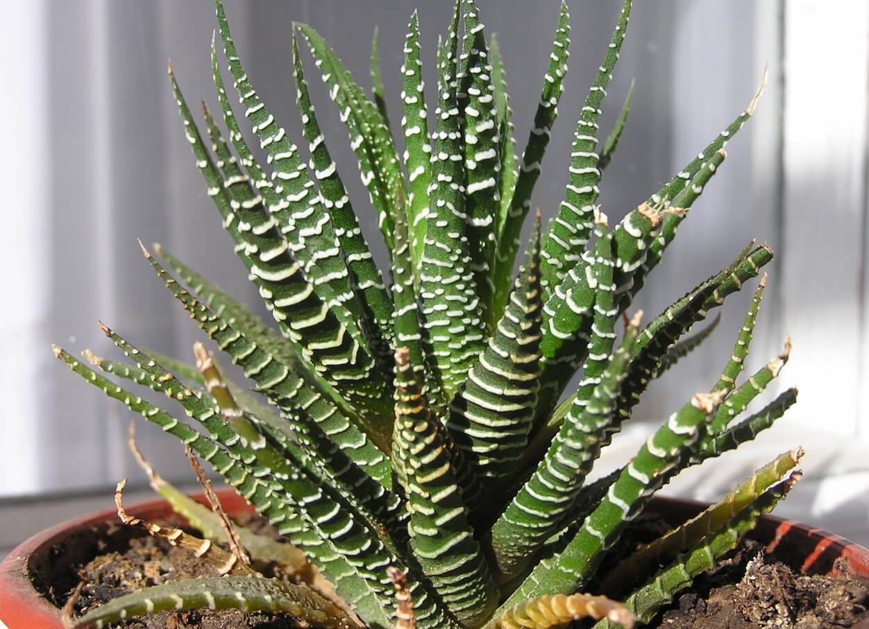 Haworthia Attenuata Succulent Care and Tips for Beginners