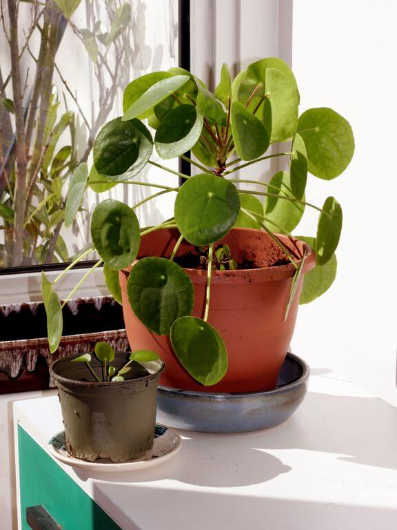 Pilea_peperomioides_Chinese_money_plant Pilea leaves curling