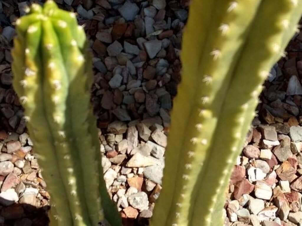 why Succulent Turning Yellow 